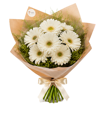 Beyaz gerbera buketi, canlı beyaz gerbera, gerbera 