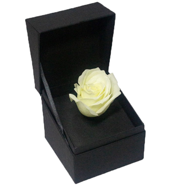 kutuda beyaz gül, kare kutusu çiçek, tekli gül hediye, 