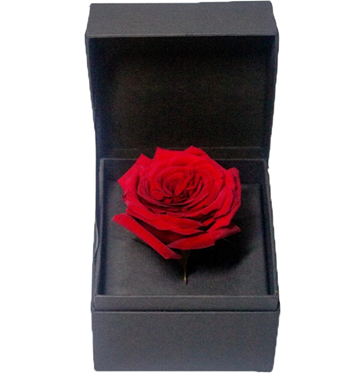 kırmızı gül, kare kutu, istanbul çiçek teslimatı, çiçekçi