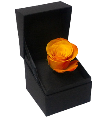 turuncu gül, istanbul çiçek, aynı gün çiçek, çiçekçi, 